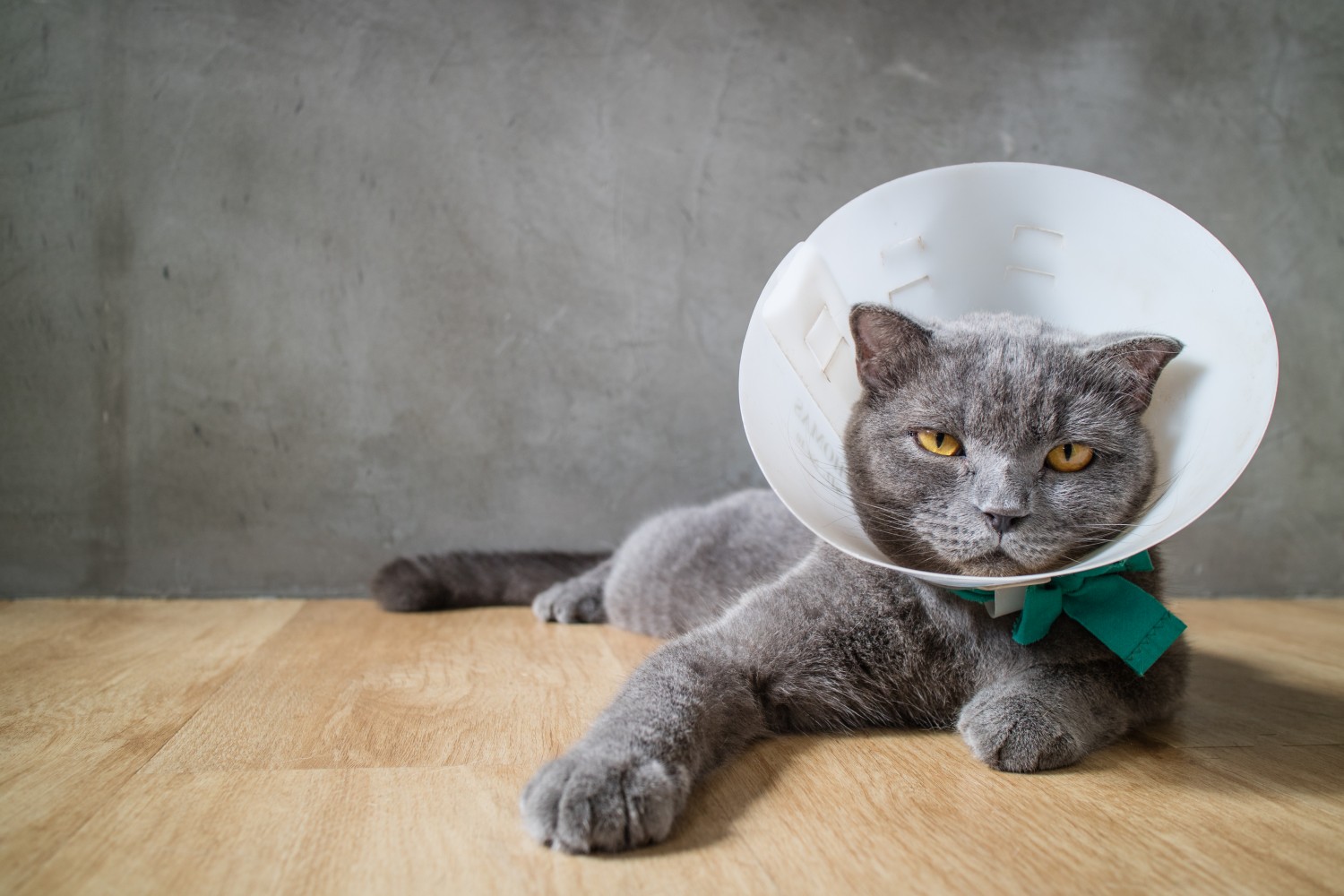 Kitty with e-collar