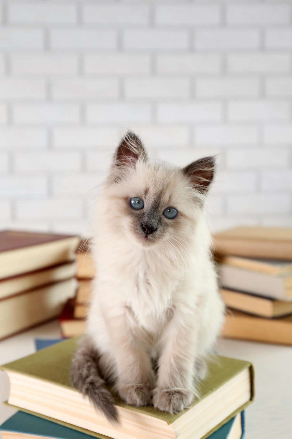 Cat with Books